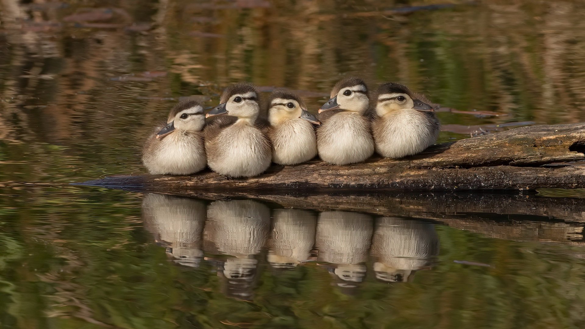 银红鏖战，梅赛德斯与索伯的缠斗深渊中，佩雷兹点燃失控的火焰