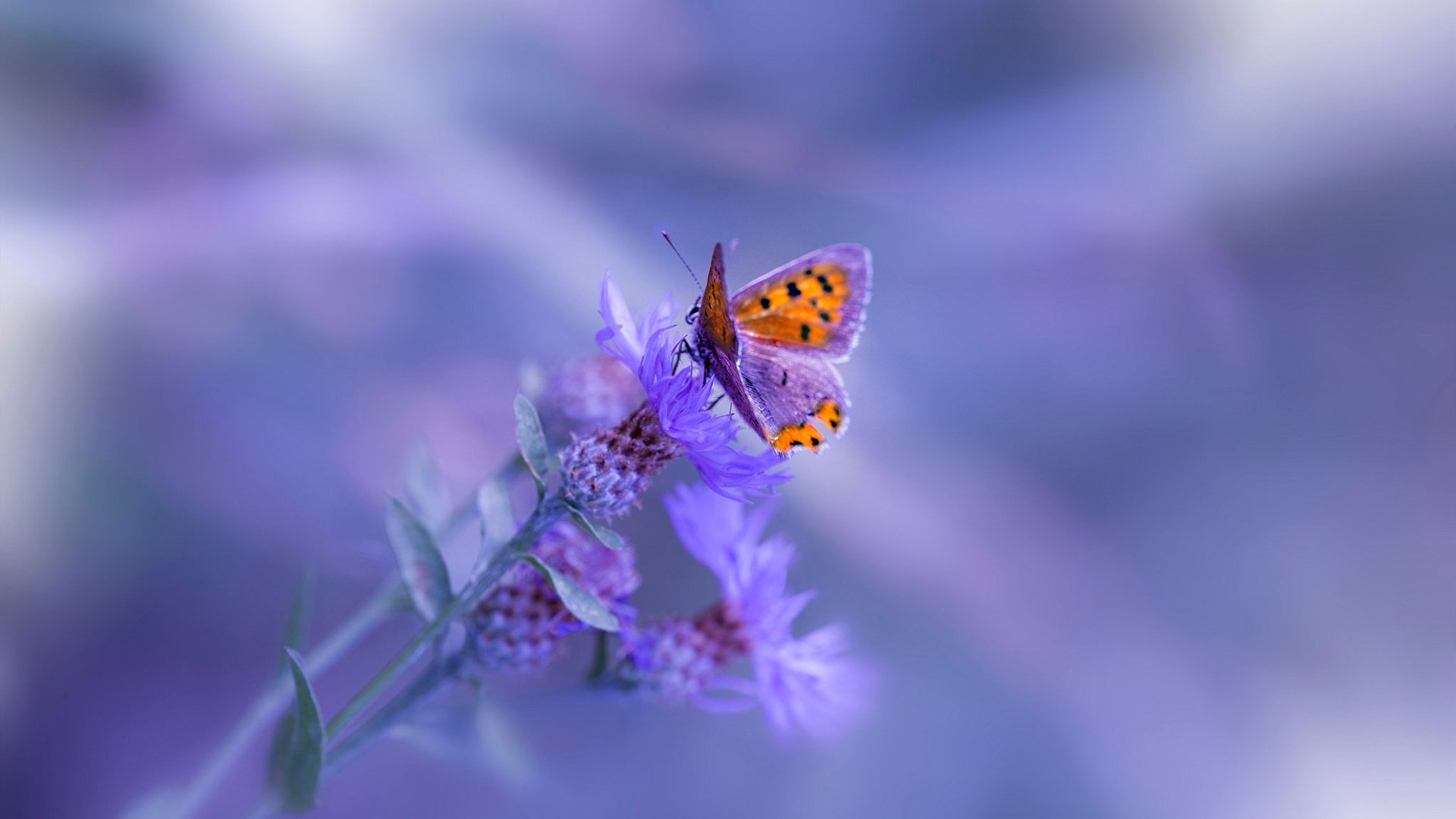 网坛新纪元,拉沃尔杯如何颠覆蒙特卡洛大师赛传统魅力?聚焦兹维列夫的觉醒时刻