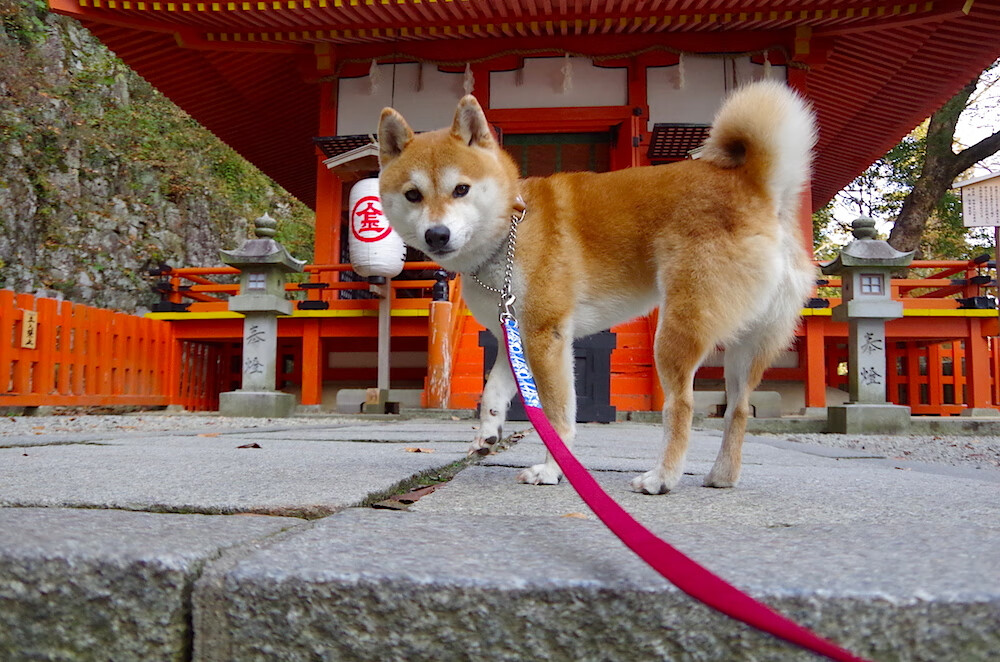 孤胆英雄搅局德甲夜，当英格拉姆扛起一支不属于他的球队