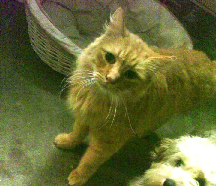 沙漠中的新生，佩德里在迦太基故地的自我救赎之战