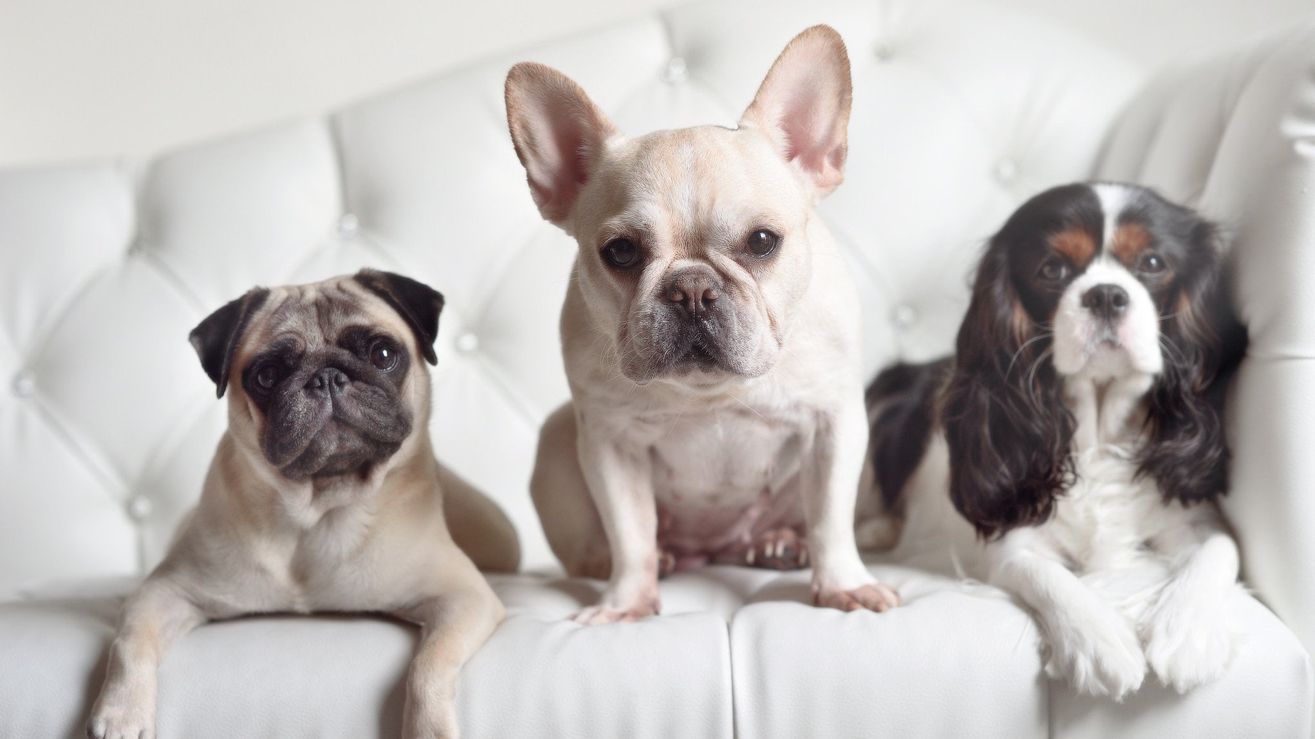 精密机器与变奏之音，迪巴拉如何成为德国战车碾压塞内加尔的关键先生