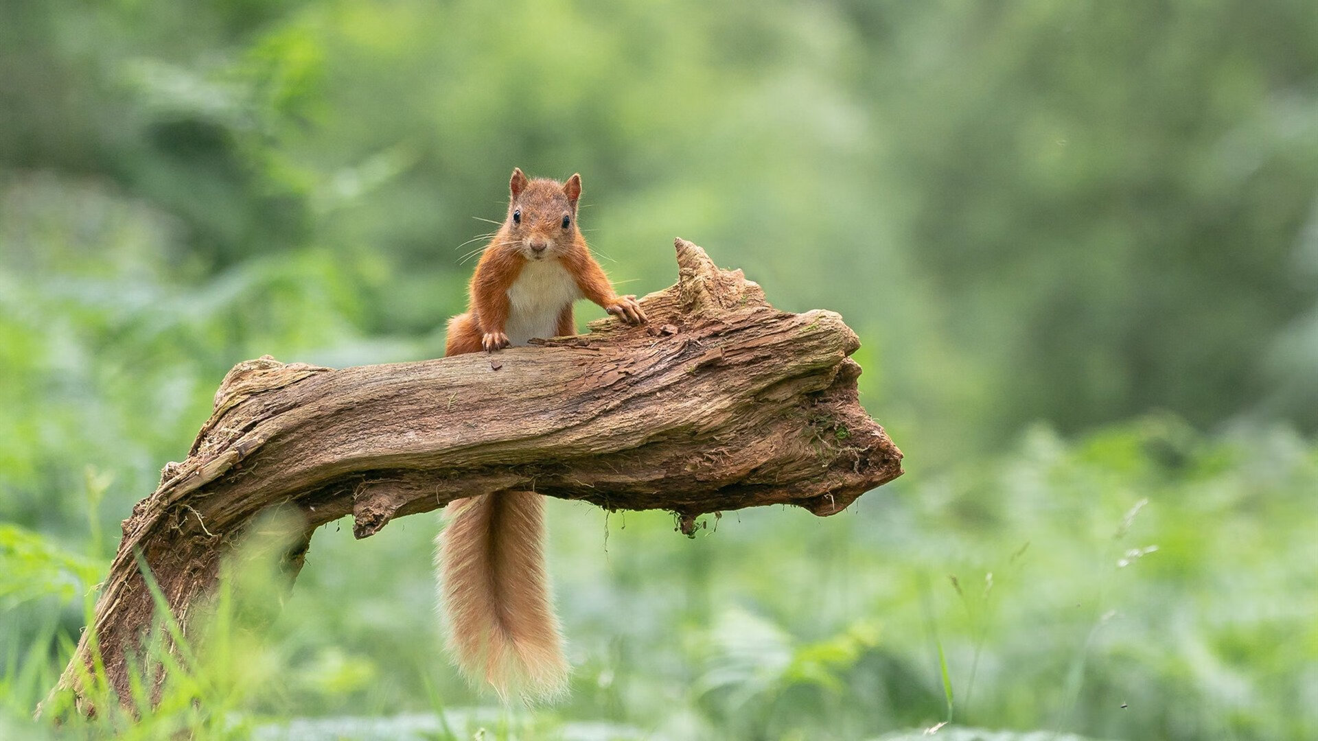 托钵僧的旋转，当土耳其的集体舞蹈冻结了C罗的孤岛