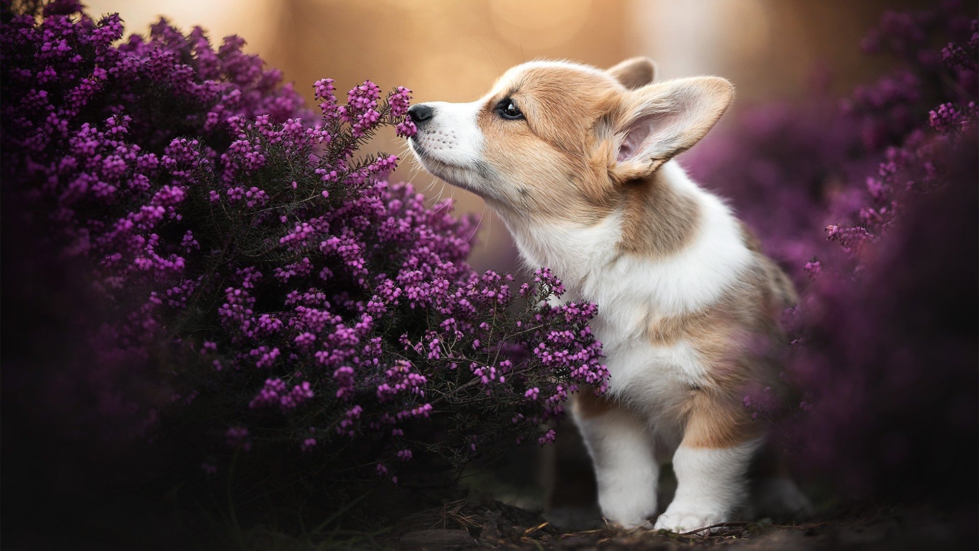跨界巅峰对决,浙江队强势晋级迎战森林狼,小贾伦东部决赛关键战接管比赛显王者风范
