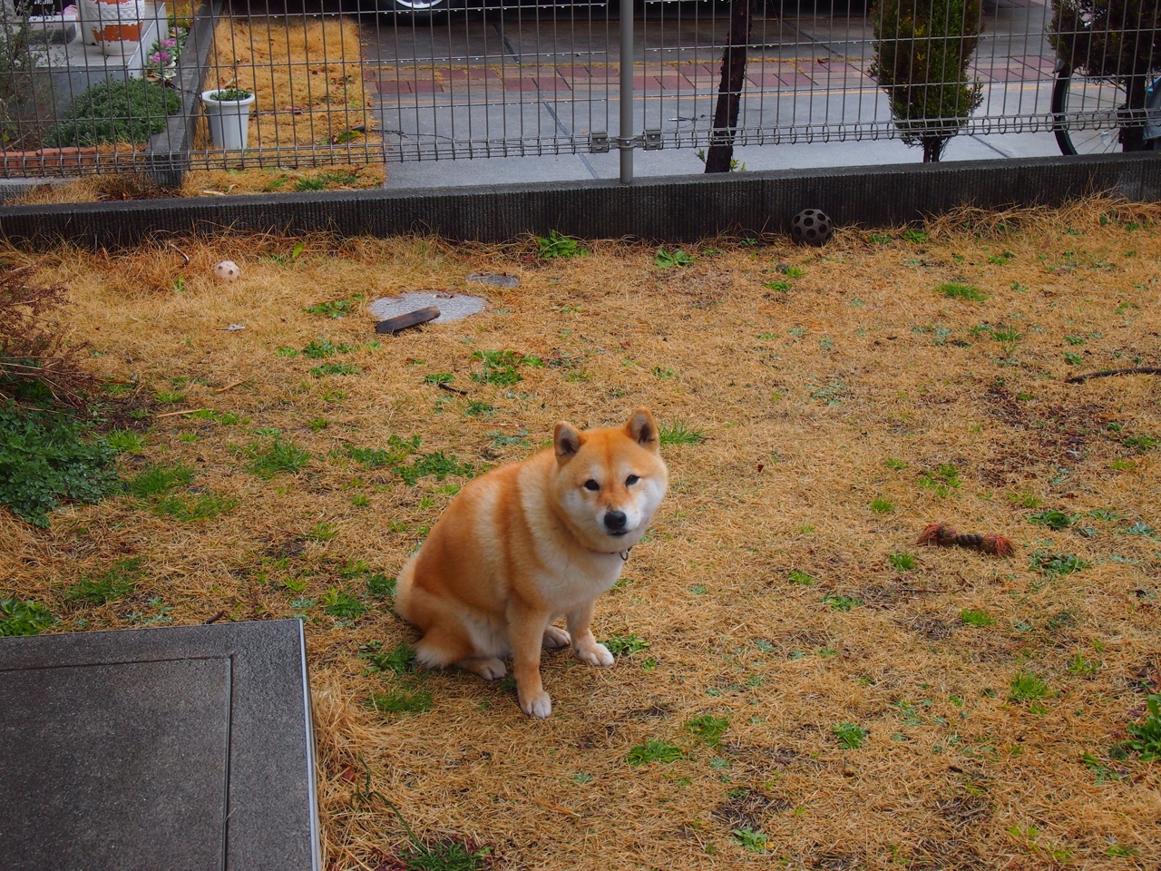 F1年度争冠之夜,当贝林厄姆驾驶命运的赛车冲向终点