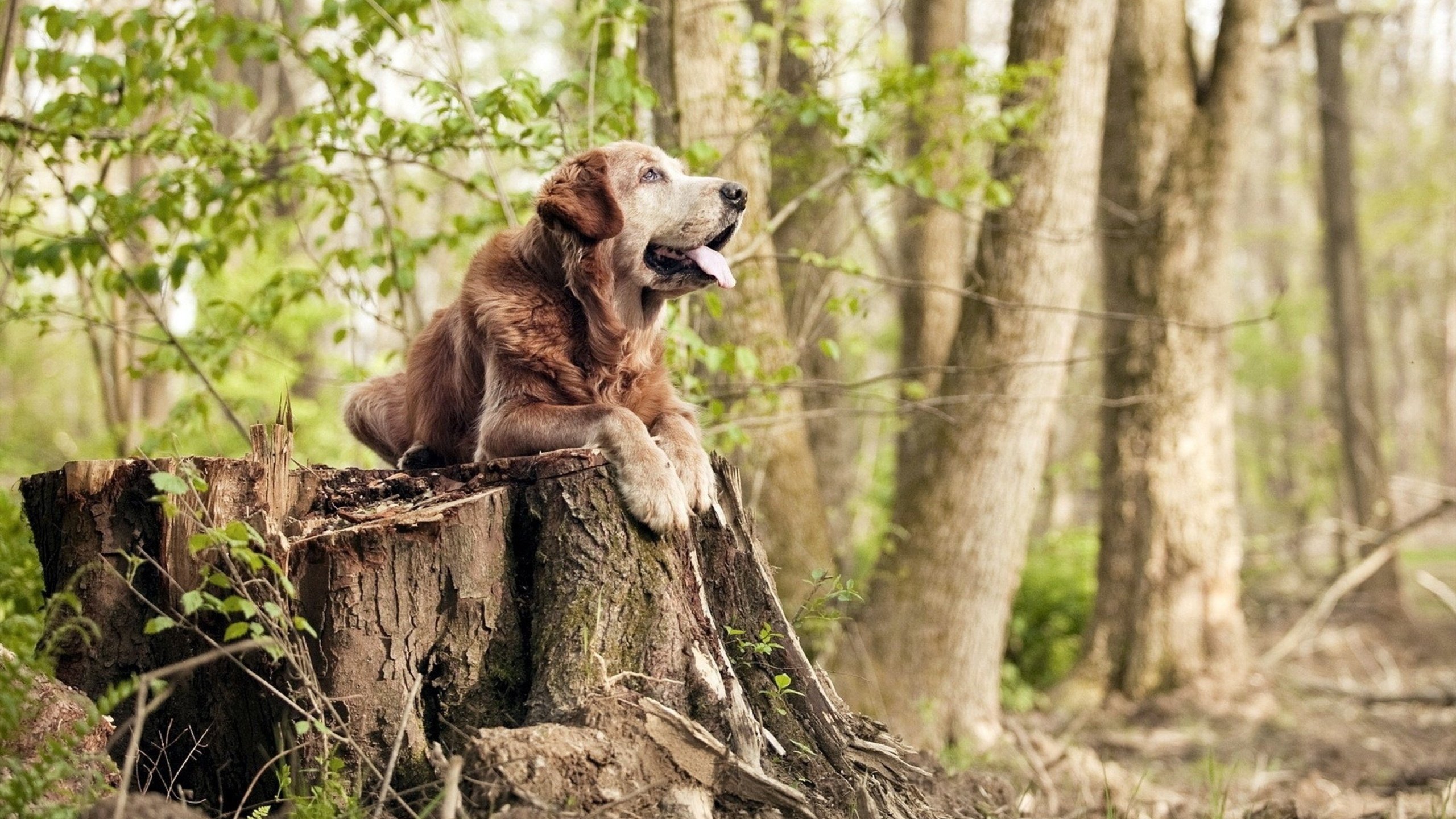 英超争冠与篮球江湖的隐喻，当马刺击溃深圳队的双重启示