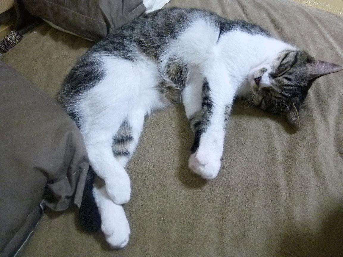 从埃及到欧洲之巅，那个在皇马炮火中完成命运逆袭的守护神