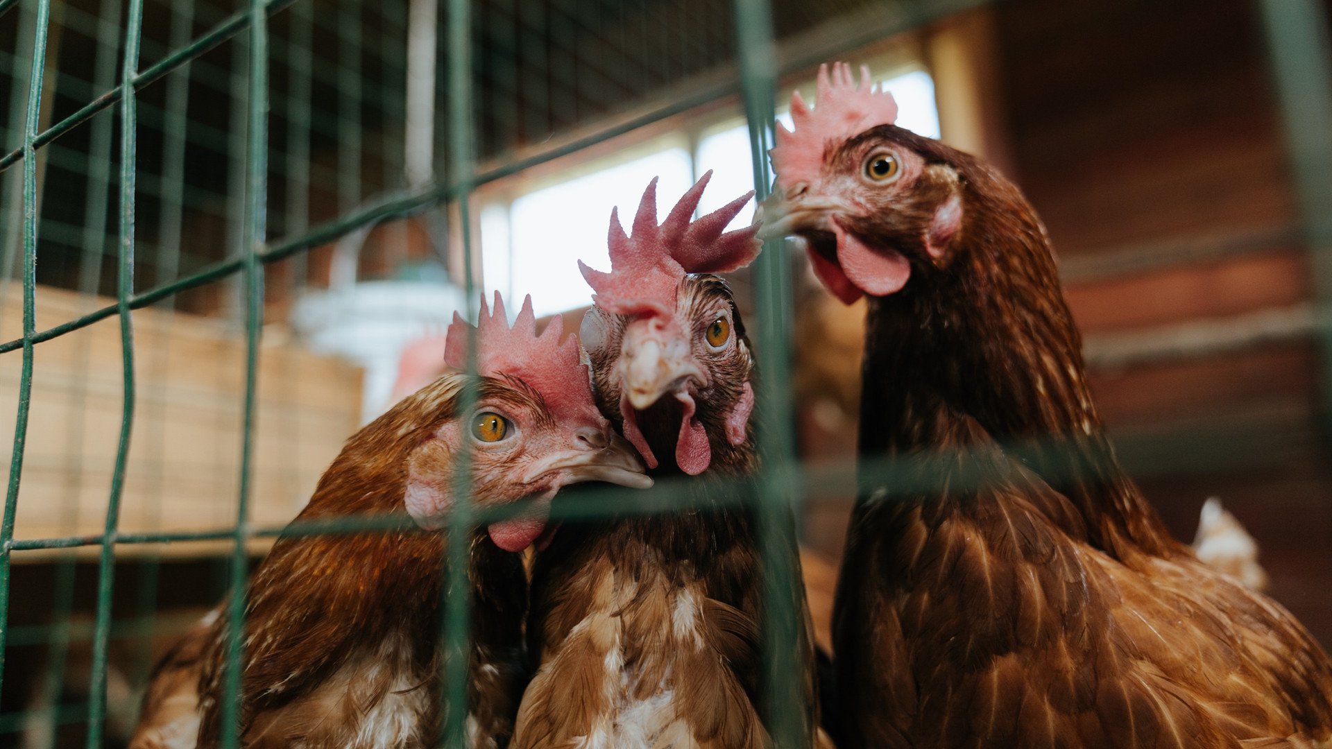 尤文对阵加拿大友谊赛，维尼修斯独揽满分评分，闪耀全场创纪录