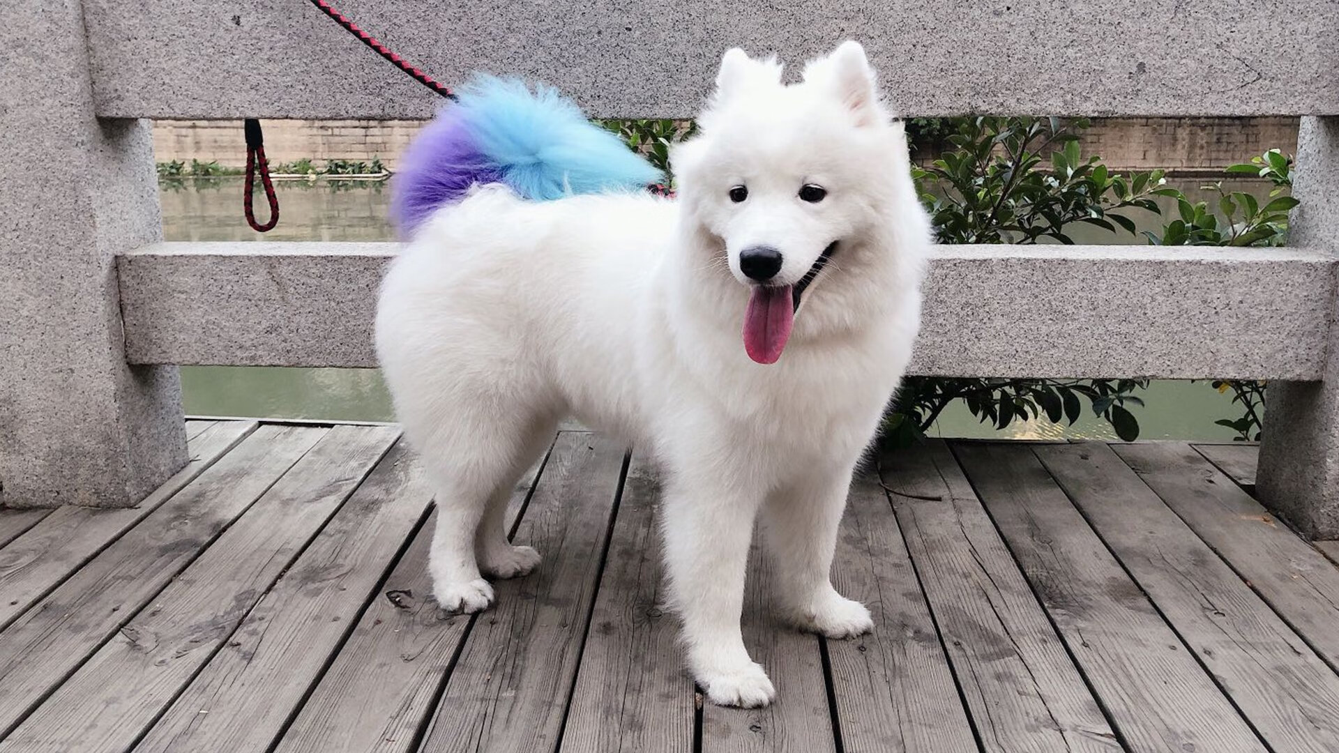 卡拉斯科关键先生本色，哥伦比亚碾压苏格兰获辉煌胜利