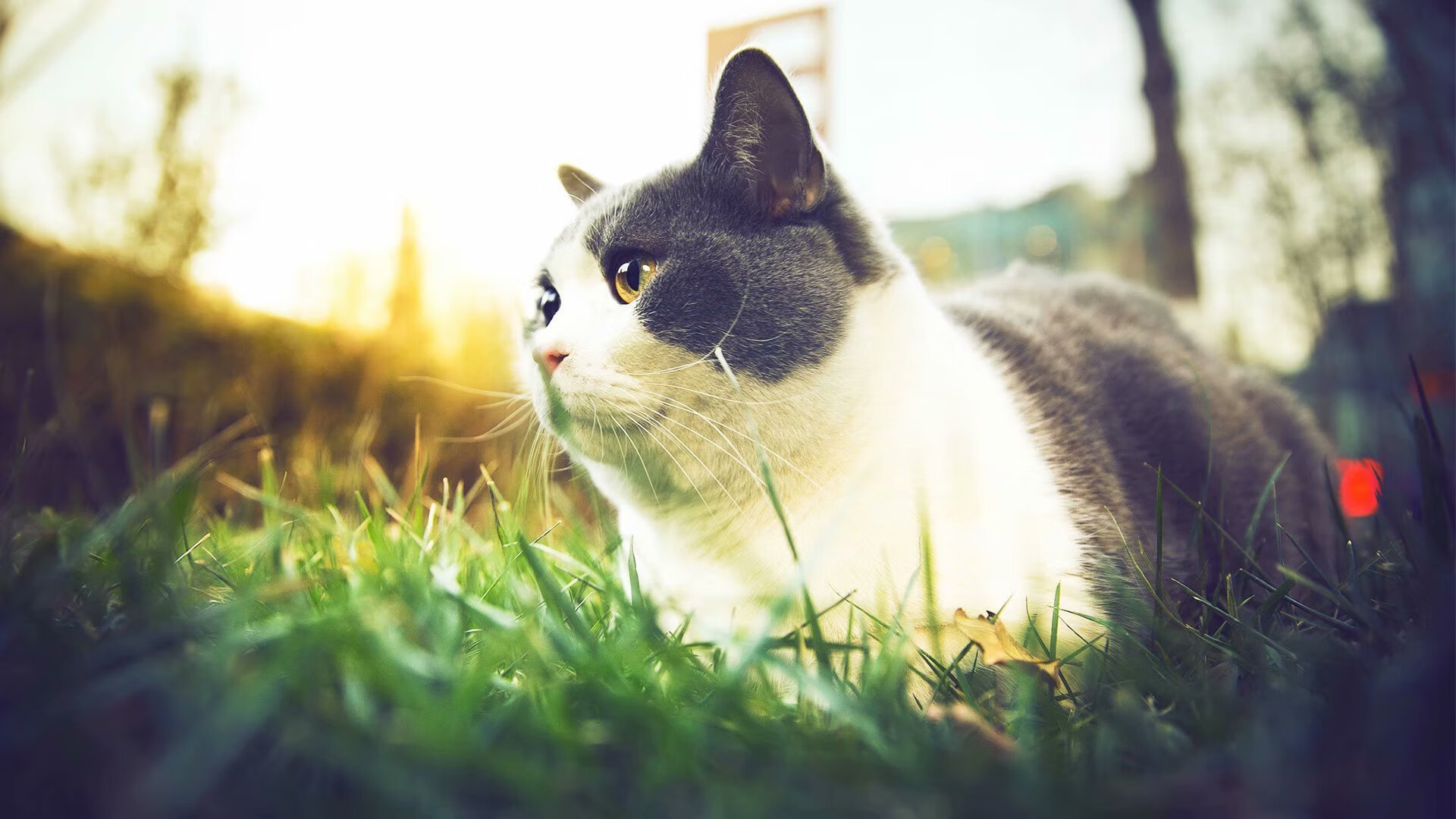 当雄鹿的钟声敲响时,独行侠的琉璃碎了—浓眉的统治让悬念提前入眠