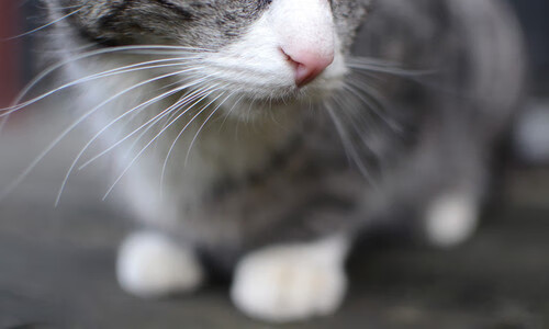 当里昂街头魔法阵对上马里沙漠巫师团,解析卡瓦哈尔的量子球靴如何实现稳定输出永不掉线